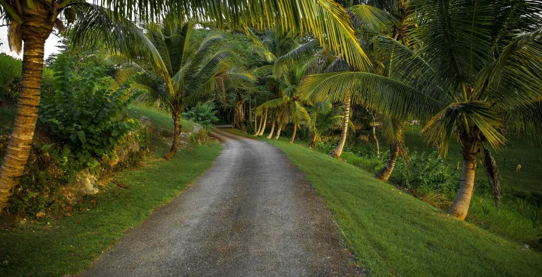 Palmer och en väg på Barbados